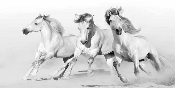 Репродукція Три білих коня 50x100 см Арт Фемелі 