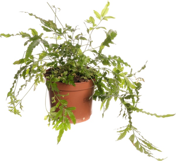 Растение комнатное Папоротная микс 8/20