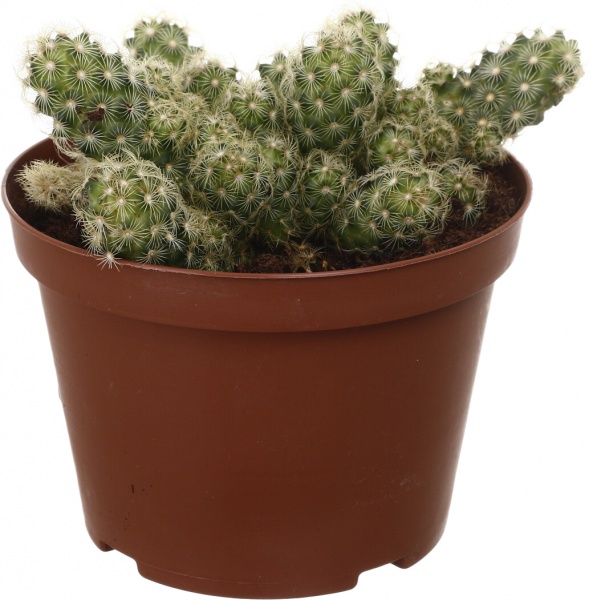 Растение Кактус микс d14/h20