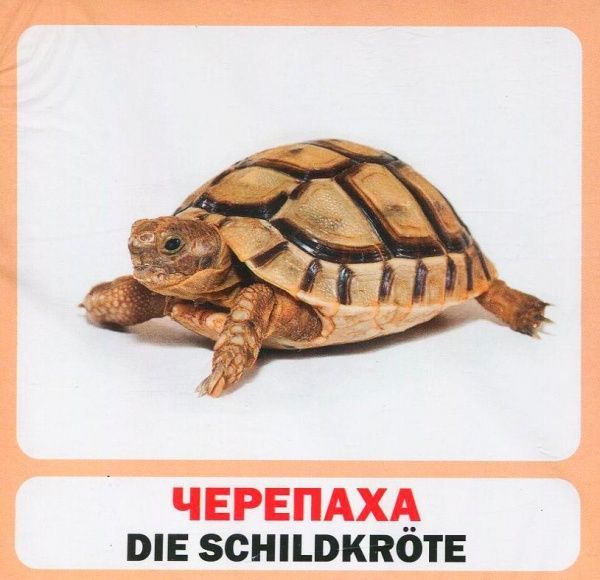 Книга «Навчальний посібник. Дикі тварини. нім-укр»