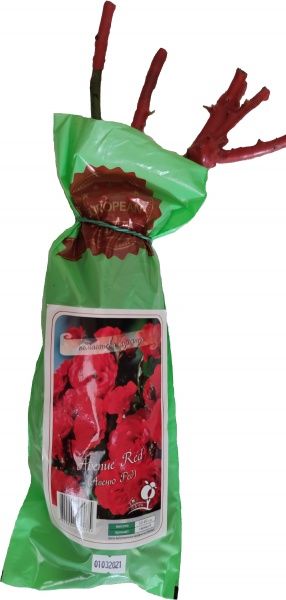 Саженец ДАЧкА Роза полиантовая Авеню Ред