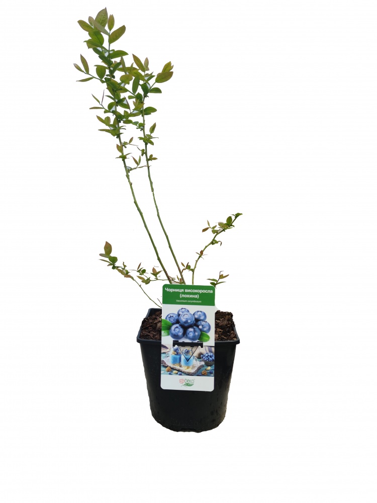 Саженец черники (высокорослой) (3 л)
