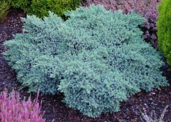 Рослина Ялівець Блу Стар d15/h30