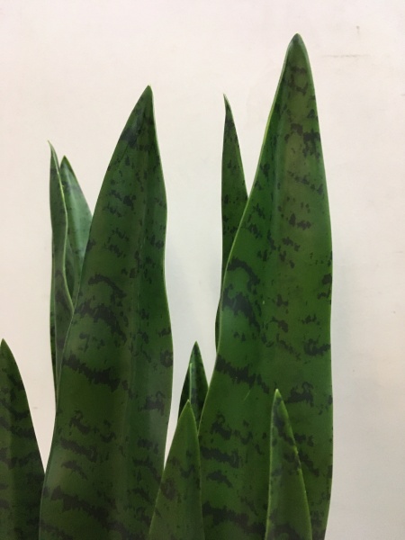 Рослина штучна Sansevieria (DW-10) Engard