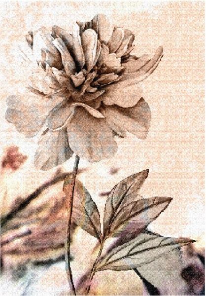 Постер Піон 2 (колекція) Posterclub 