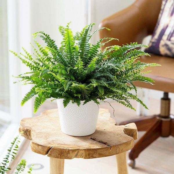 Растение Папороть микс 12x35 см