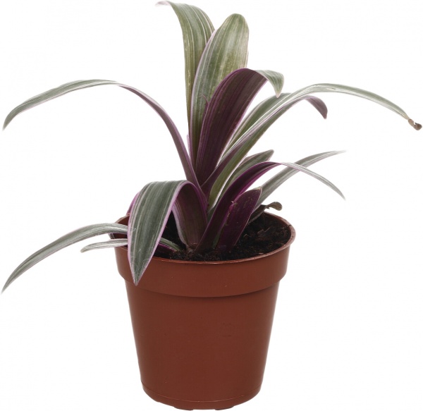 Рослина кімнатна Плантмікс 09//20