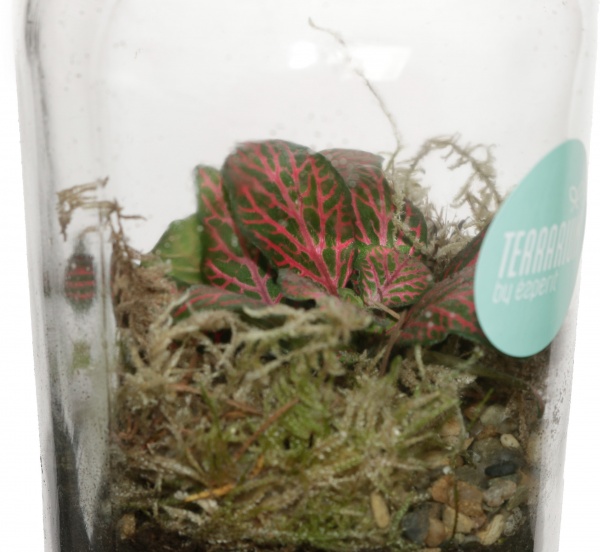 Растение террариум в бутылке 10/14