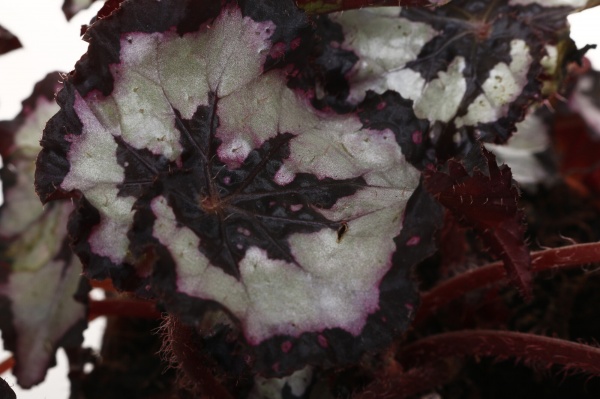 Рослина кімнатна Бегонія рекс 12/20