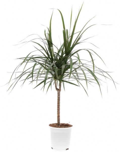 Растение комнатное драцена Маргината ø17 h85