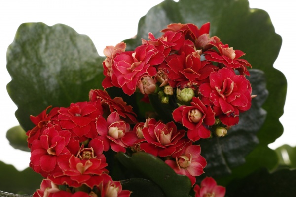 Растение комнатное Каланхоэ микс 10/20