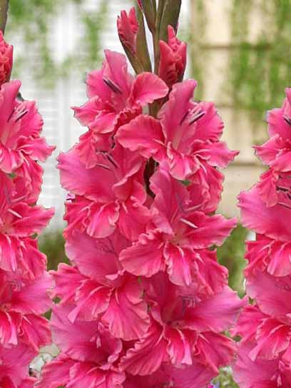 Клубнелуковица F.Stoop B.V. гладиолуса Фатима 3 шт. 