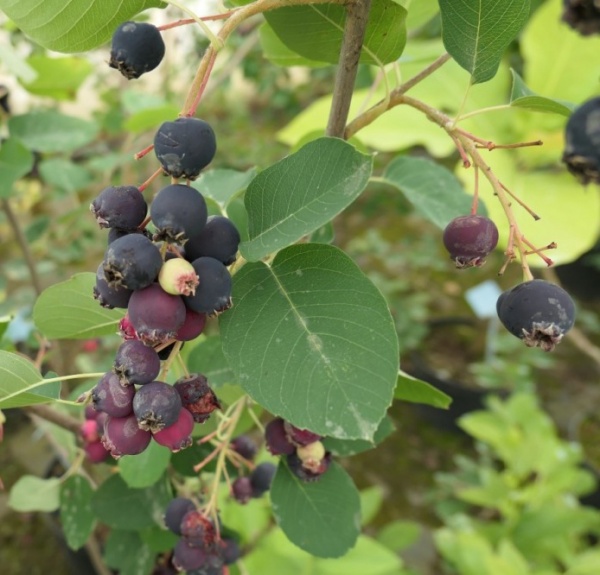 Растение Ирга вильхолистая Тисен/Amelanchier alnifolia 'Thiessen' С3/Н10-15