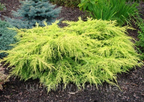Растение Можжевельник голдсчатз d17/h25