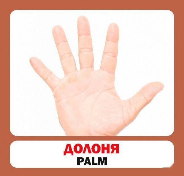 Книга «Навчальний посібник. Частини тіла»