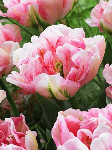 Цибулина TUBERBULB Export B.V. тюльпана повного пізнього Фінола 3 шт. 