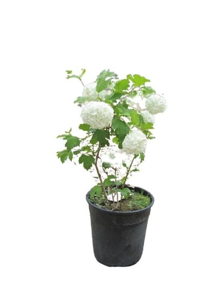 Саженец MegaPlant Калина обыкновенная Roseum С2 20-30