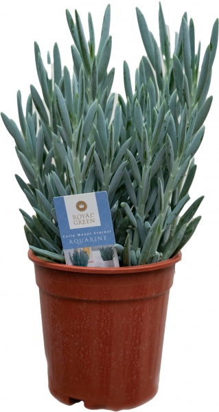 Растение комнатное Курио суккулент 15х30 фикусообразный Everest