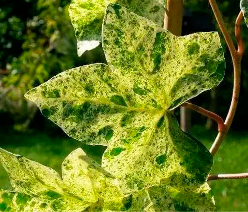 Растение Плющ обыкновенный Профессор Сенета/ Hedera helix Profesor Seneta C5