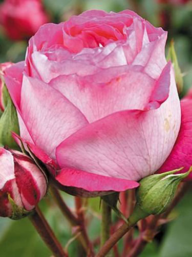 Роза парковая в ассортименте /Rosa С5, 7.5