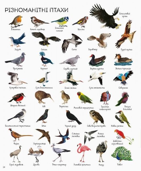 Книга Джессика Гринвел «1000 названий животных» 9786177579174