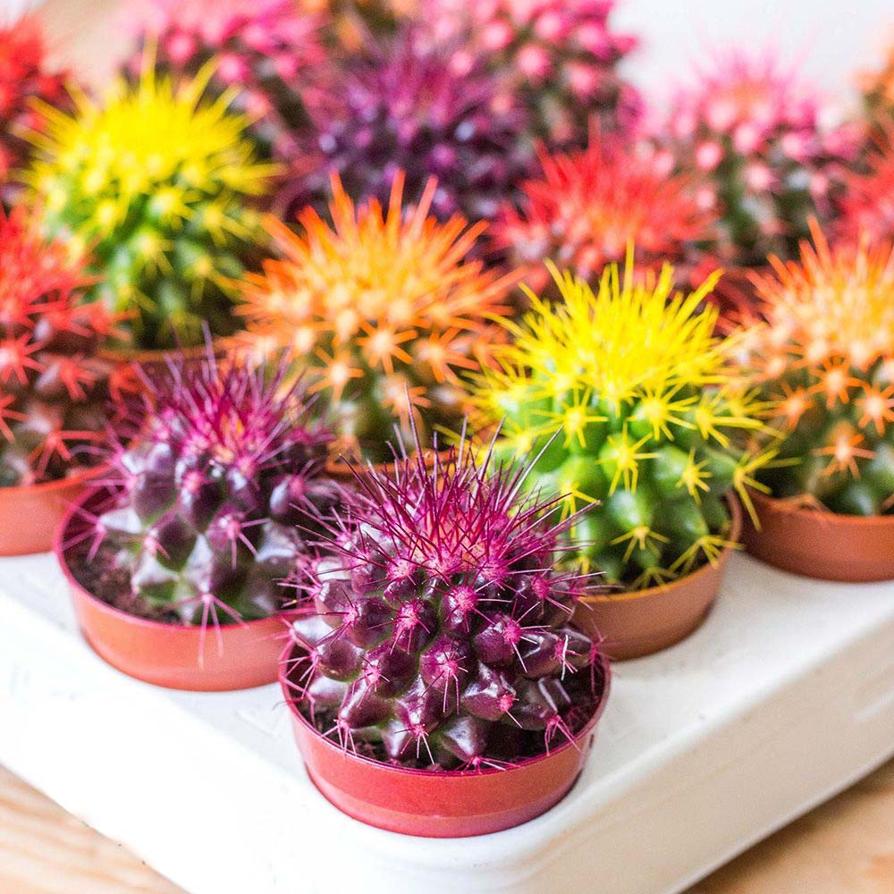 Кактус 5*8 мікс з різнокольоровими колючками Р11448