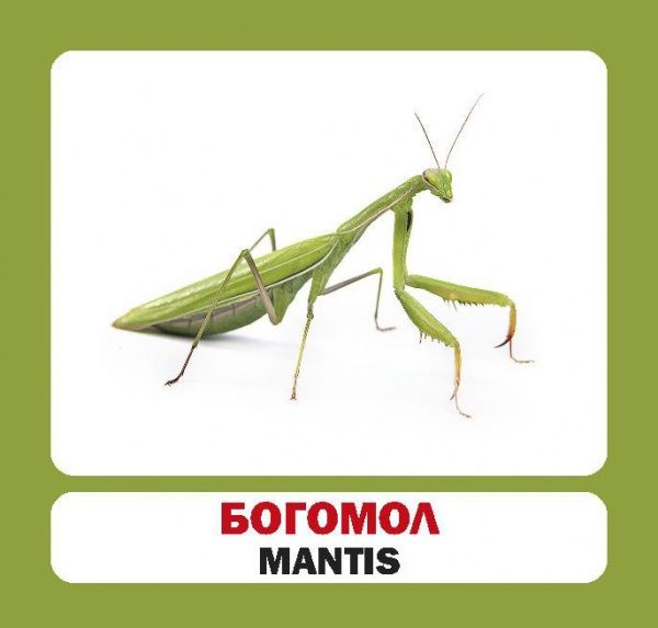 Книга «Навчальний посібник. Комахи. англ-укр»