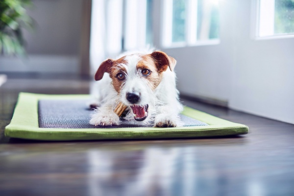 Лакомство Purina DentaLife Small для собак малых пород 115 г