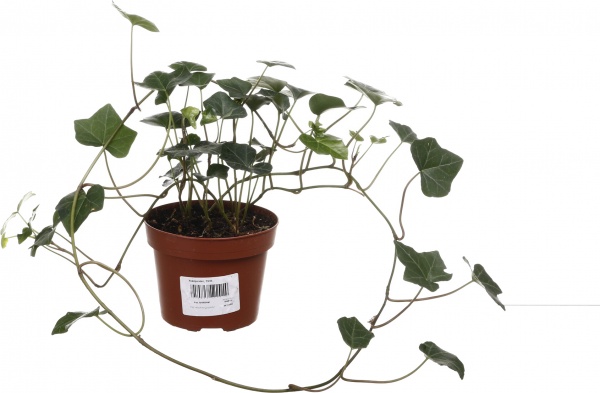 Рослина кімнатна Хедера мікс 13/25