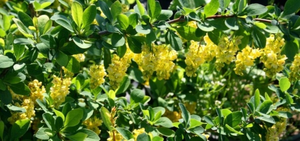 Растение Барбарис тунберга Индиан Саммер / Berberis thunbergii Indian Summer C3/H70-90