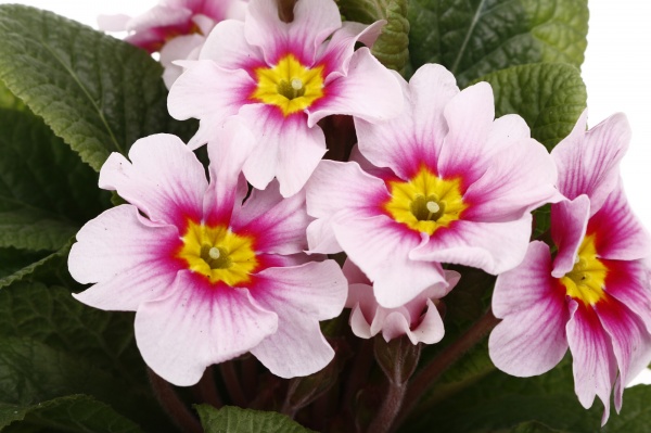 Растение комнатное Примула Acaulis 10/15