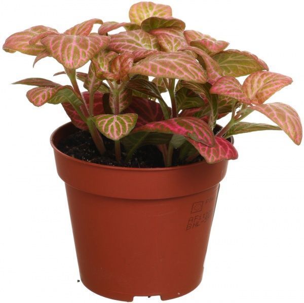 Растение Фитония цветная микс 9/15