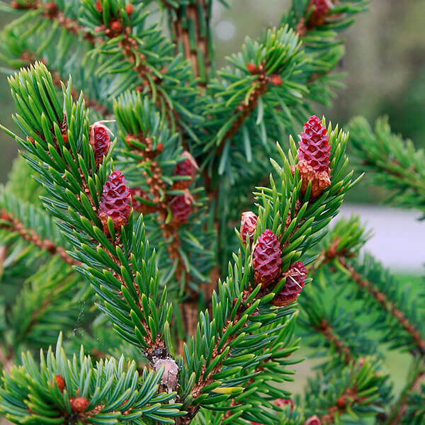 Ель сербская / Picea omorica C20 H100-120
