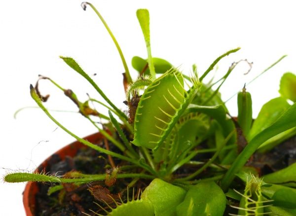 Растение комнатное Дионея (мухоловка) 9/10