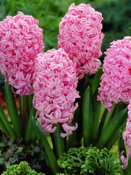 Луковица TUBERBULB Export B.V. гиацинта Пинк Перл 2 шт. 