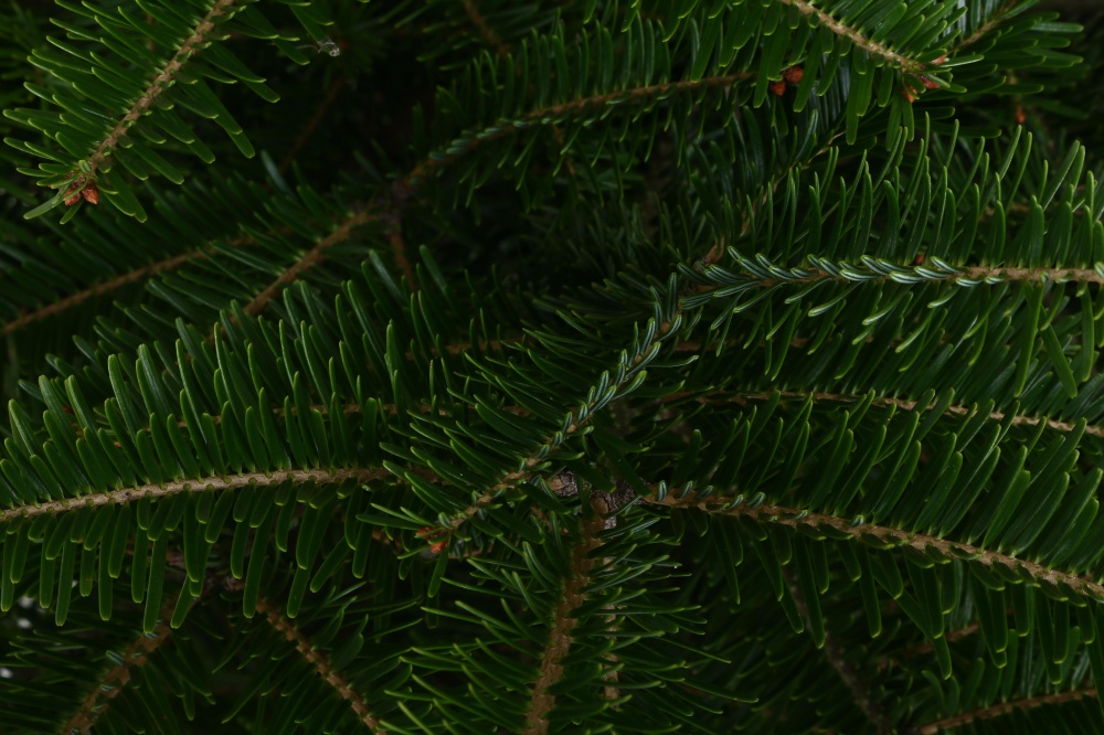 Пихта белая Abies alba 25L h70-100 см