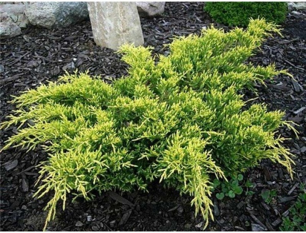 Растение Можжевельник средний Голд Кисен С3 D20-25