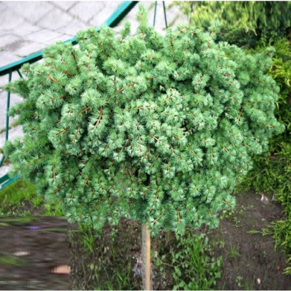 Рослина Модрина європейська / Larix decidua Kornik, С20 Pa 100-120