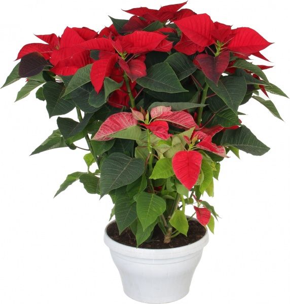 Рослина Пуансетія 25/60 см