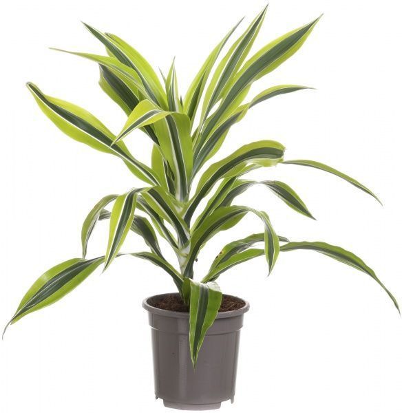 Растение комнатное Драцена Лемон Лайм 17х70