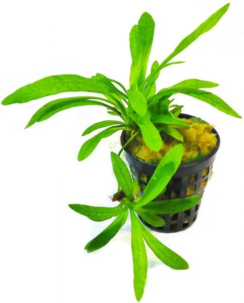 Рослина акваріумна Лотос К Ехінодорус (Echinodorus quadricostatus var. Magdalenensis)