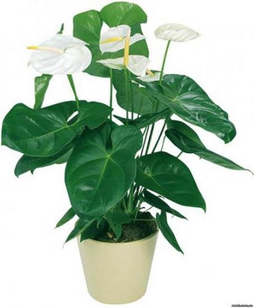 Рослина Антуріум мікс 14/50