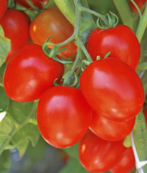 Насіння Професійне насіння томат низькорослий Омнія F1 20 шт. (4820176693365)