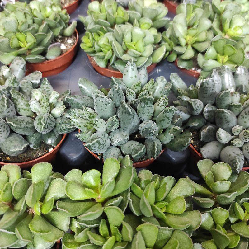 Растение Адромискус (суккулент) 8х10 микс