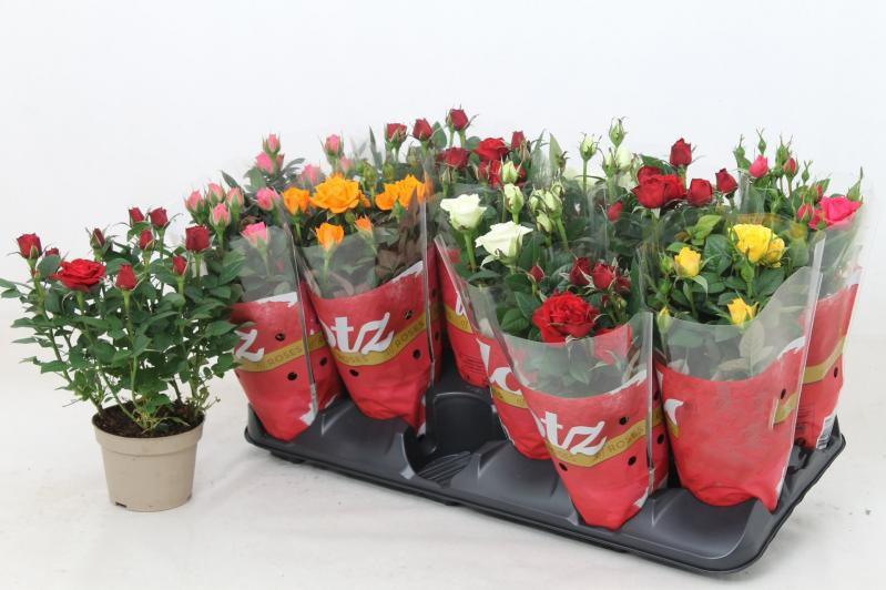 Растение Роза 10/25 Kordana крупноголовая микс 3 цвета в одном горшке