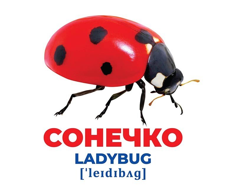 Набор учебный «Геній з пелюшок. Комахи» 482-307-615-164-5