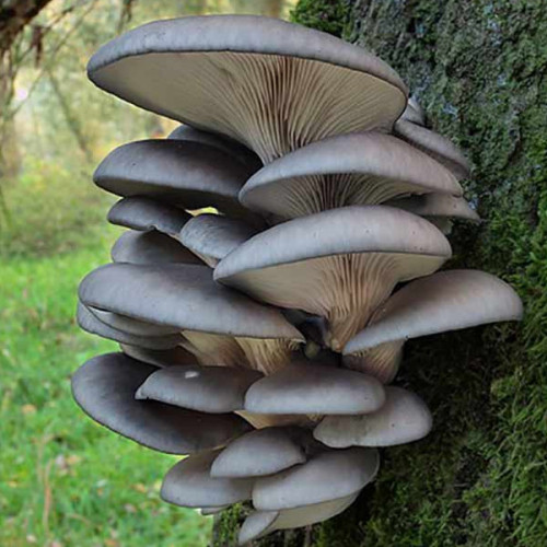 Міцелій Яскрава гливи