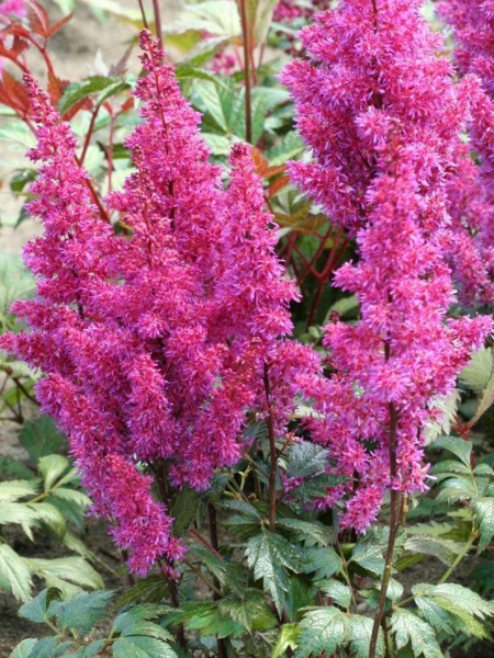 Корневище астильбы Элизабет ван Вин 1 шт. 