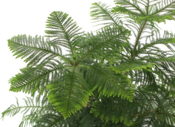 Растение комнатное Араукария 23x130 см