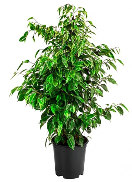 Растение комнатное Фикус бенджамина 17х70 см Danielle